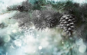 Ёлки-3, или Аромат «молодого» года.